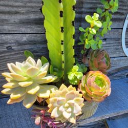 Euphorbia Ingens Cactus With Mixed Succulents 