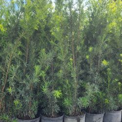 Gorgeous Podocarpus Plants For Inmediate Privacy!! 6 Feet Tall Measurements Over The Pot!!! Fertilized 