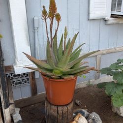 Aloe Big Pot 