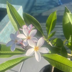 Plumeria