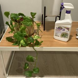 $15 Real Plants With Their Pots And Oil Insect Treatment
