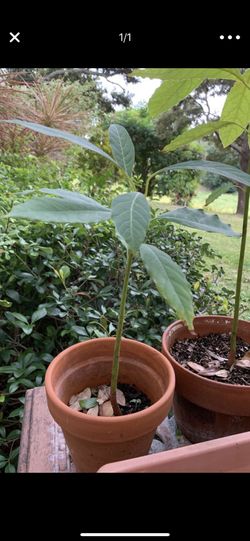 Young avocado plant! California avocado