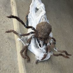 Halloween Jumping Spider