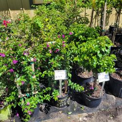 Bougainvillea Trellis/Bushes 