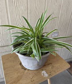 Planta natural $$10