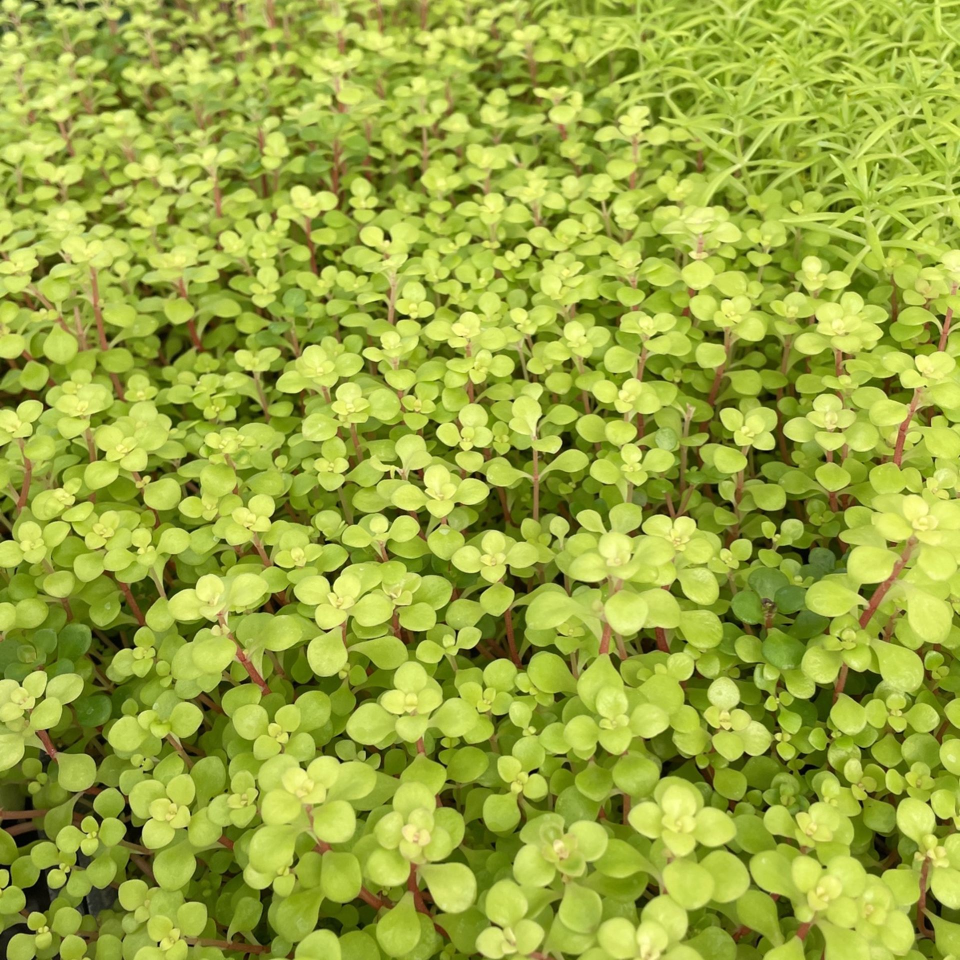 Ground Cover Plant Onsale