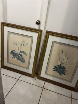 Botanical E.F. Hennessy Framed Art