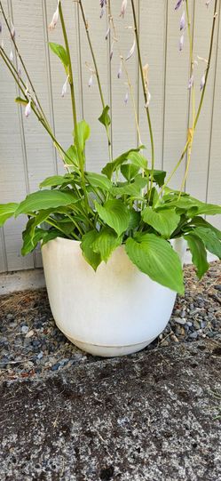 HOSTA PLANT in 14 IN.  POT