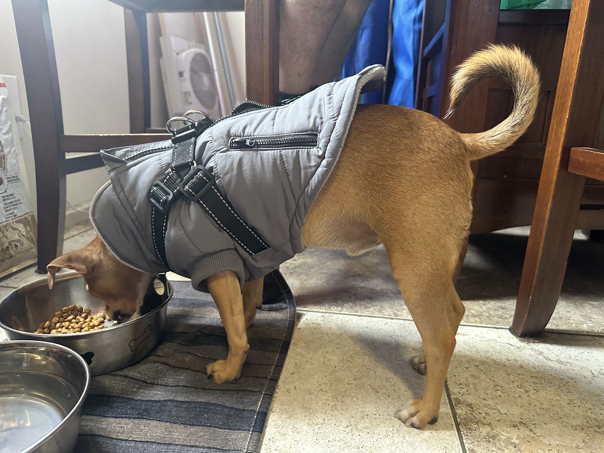 Reflective Small Pet / Dog Puffy Jacket w Harness