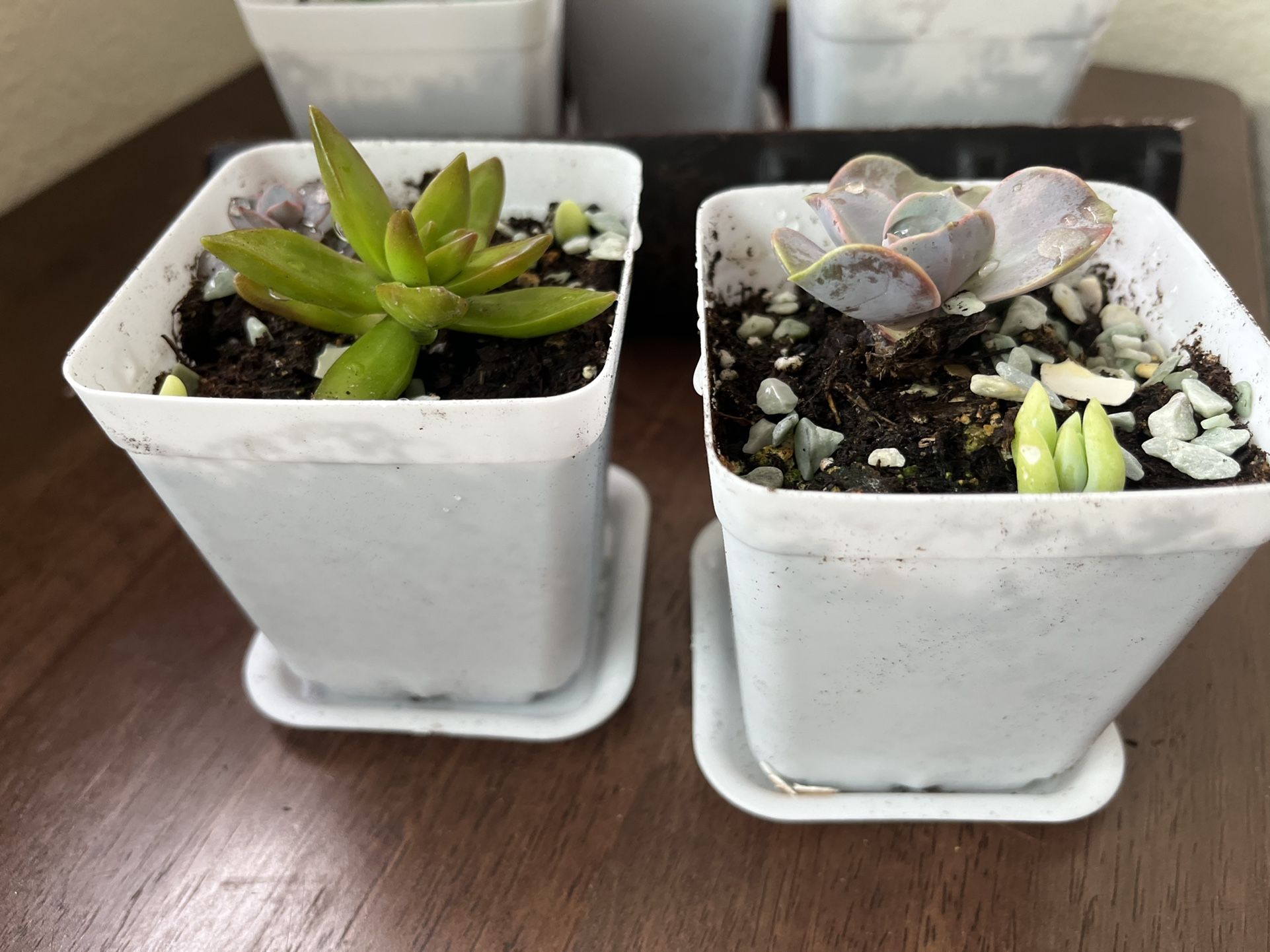 Healthy and adorable succulents in a white pot with excellent drainage. $3 each or 4 for $10