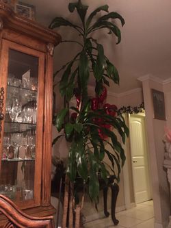 Palm Plant 3’ Height
