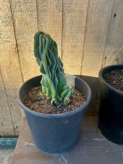 monstrose apple cactus