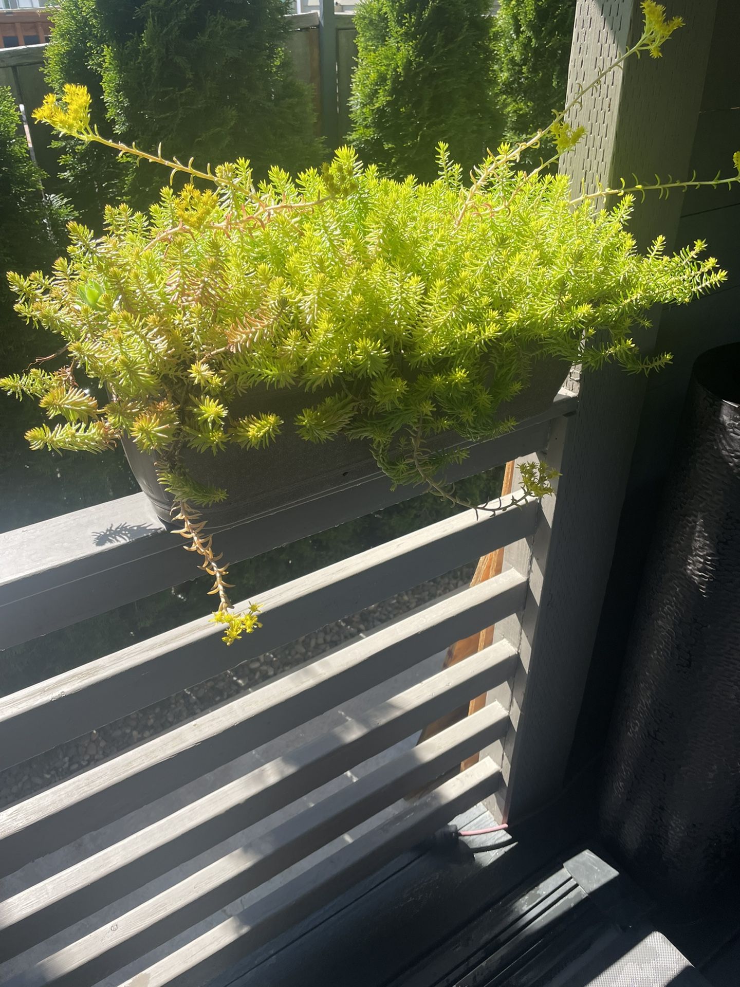 real out door plant with basket