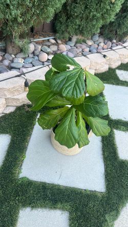 Fiddle leaf plant