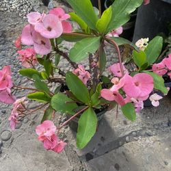 Corona de Cristo, planta