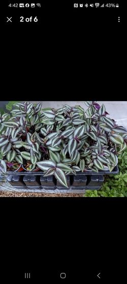 🌿 Tradescantia Zebrina (Wandering Jew / Inch Plant) Cuttings 🌿

Beautiful, fast-growing houseplant cuttings available! Each cutting is about 7 inche