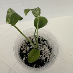 MONSTERA BULBASAUR