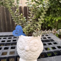 Owl Succulent Planter