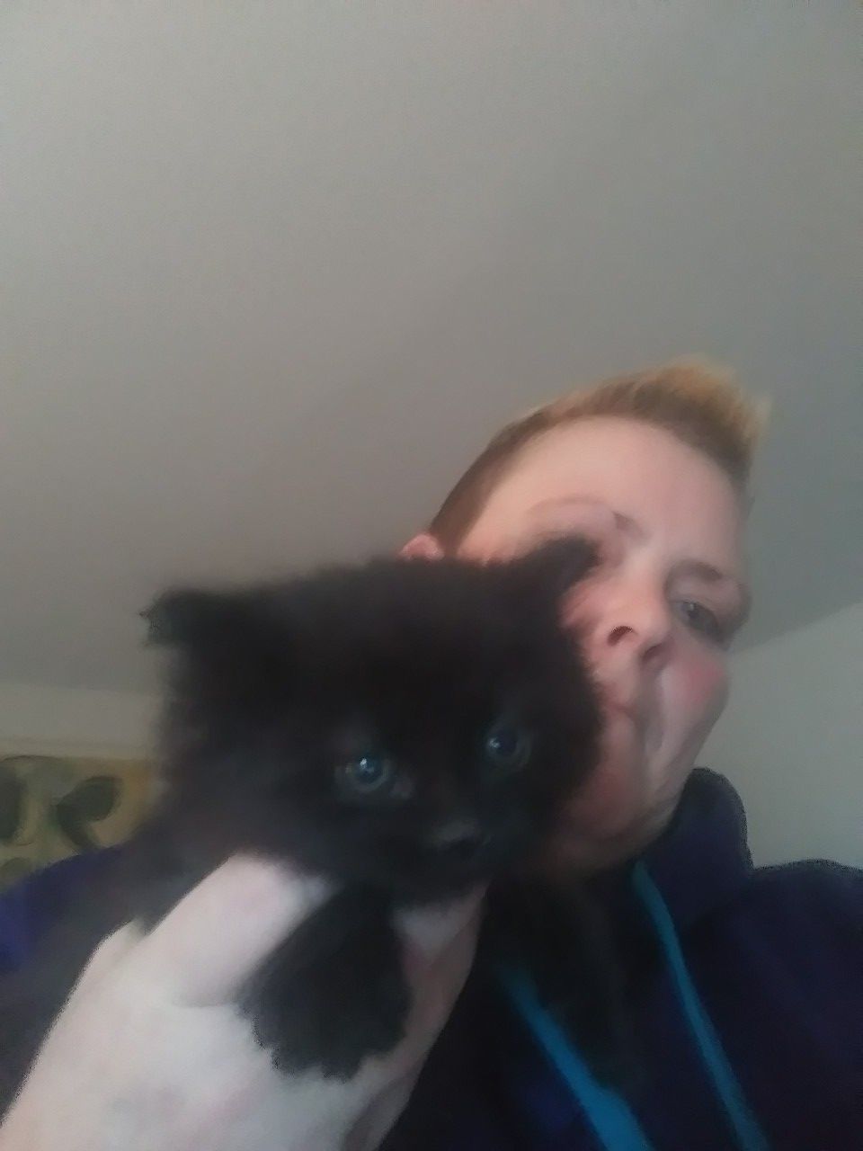 2 Free 6 wk old black kittens