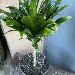 HERMOSAS PLANTAS NATURALES “DRACAENA COMPACTO PLANT 