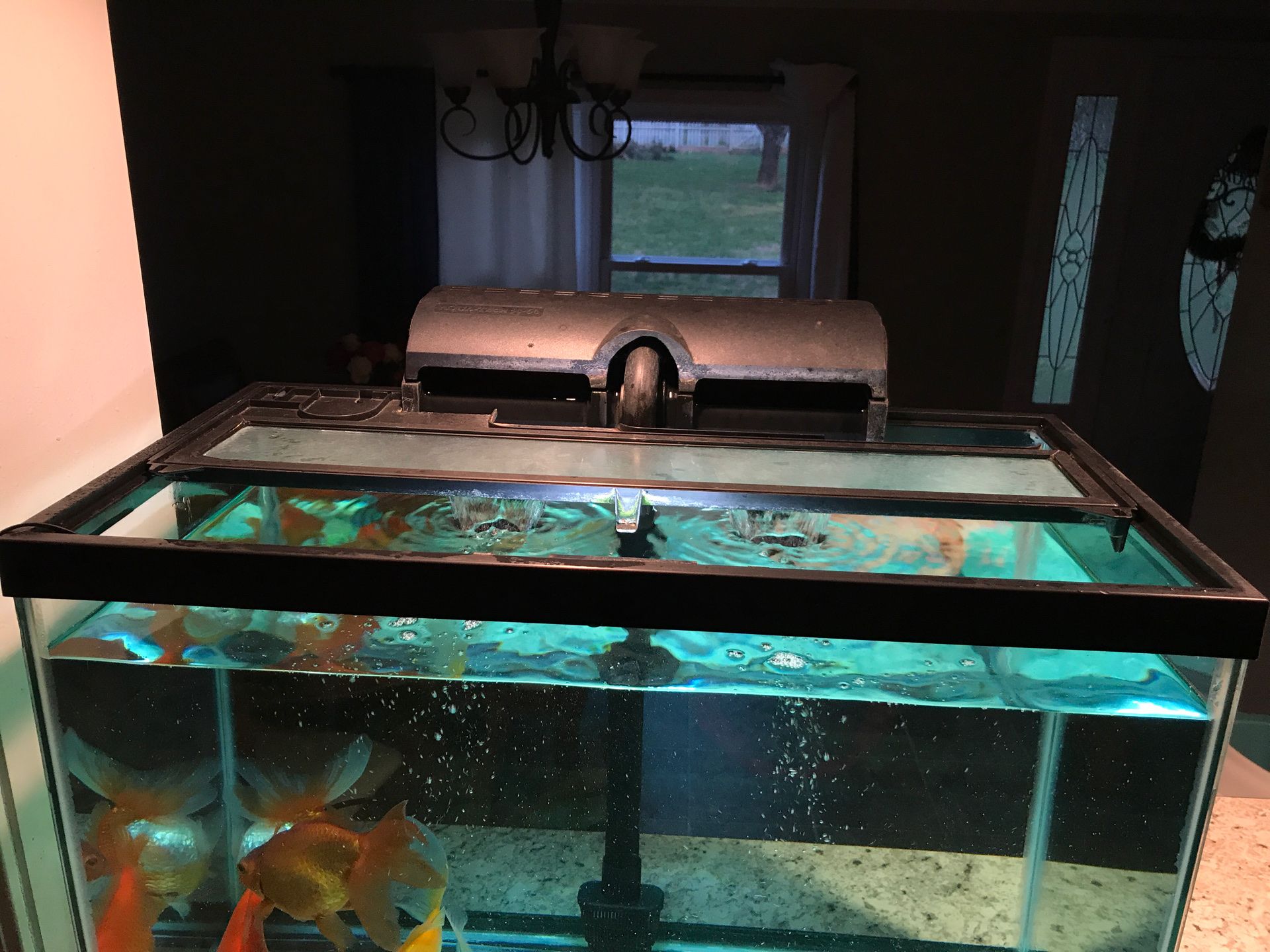 Selling fish’s with tank