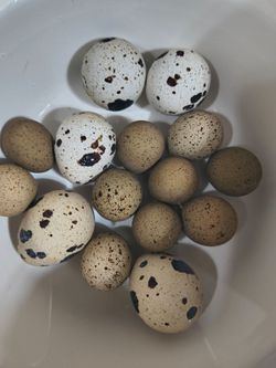 Quail eggs fresh