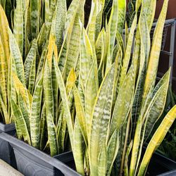 A Big Pot Of Snake Plants 