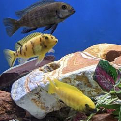 Fish Tank Aquarium 