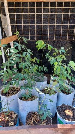 Plantas de guamuchil $5 cada una