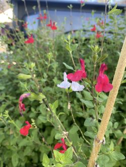 Hot Lips Salvia Starters