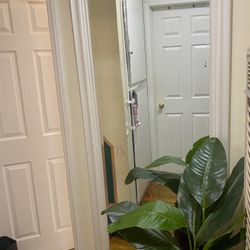 Large Mirror And Large Fake Plant