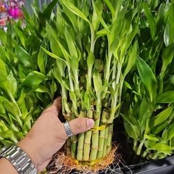 Se Rifa En Chamblee Bamboo Plant 