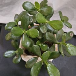 Jade Plant
