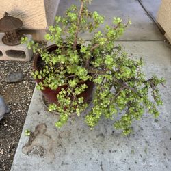 Ceramic Pot And Elephant Bush Plant