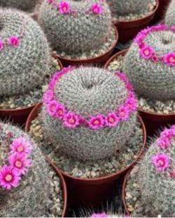 Old lady pincushion cactus 🌵🩷