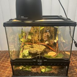 Reptile Tank 