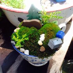 Teacup Fairy Garden... Live Moss And Plants