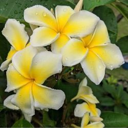Plumeria