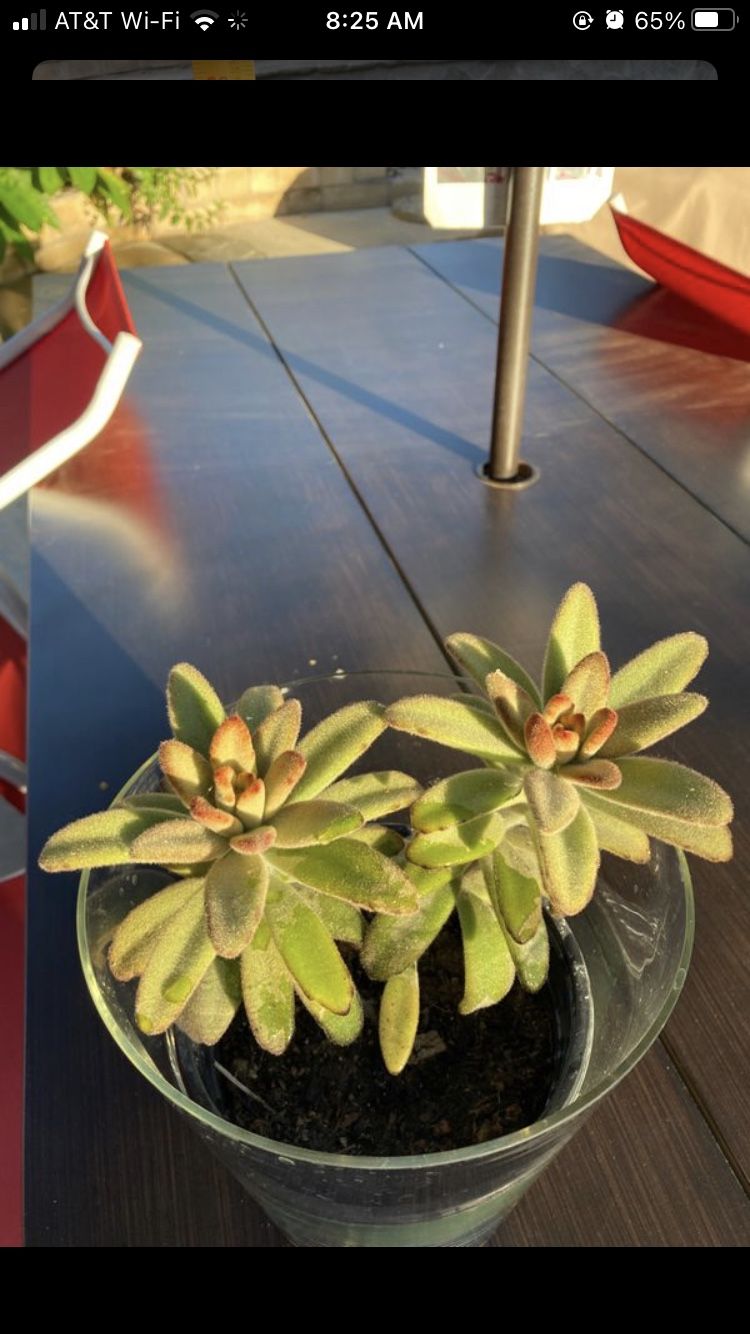 Beautiful live plant / succulent