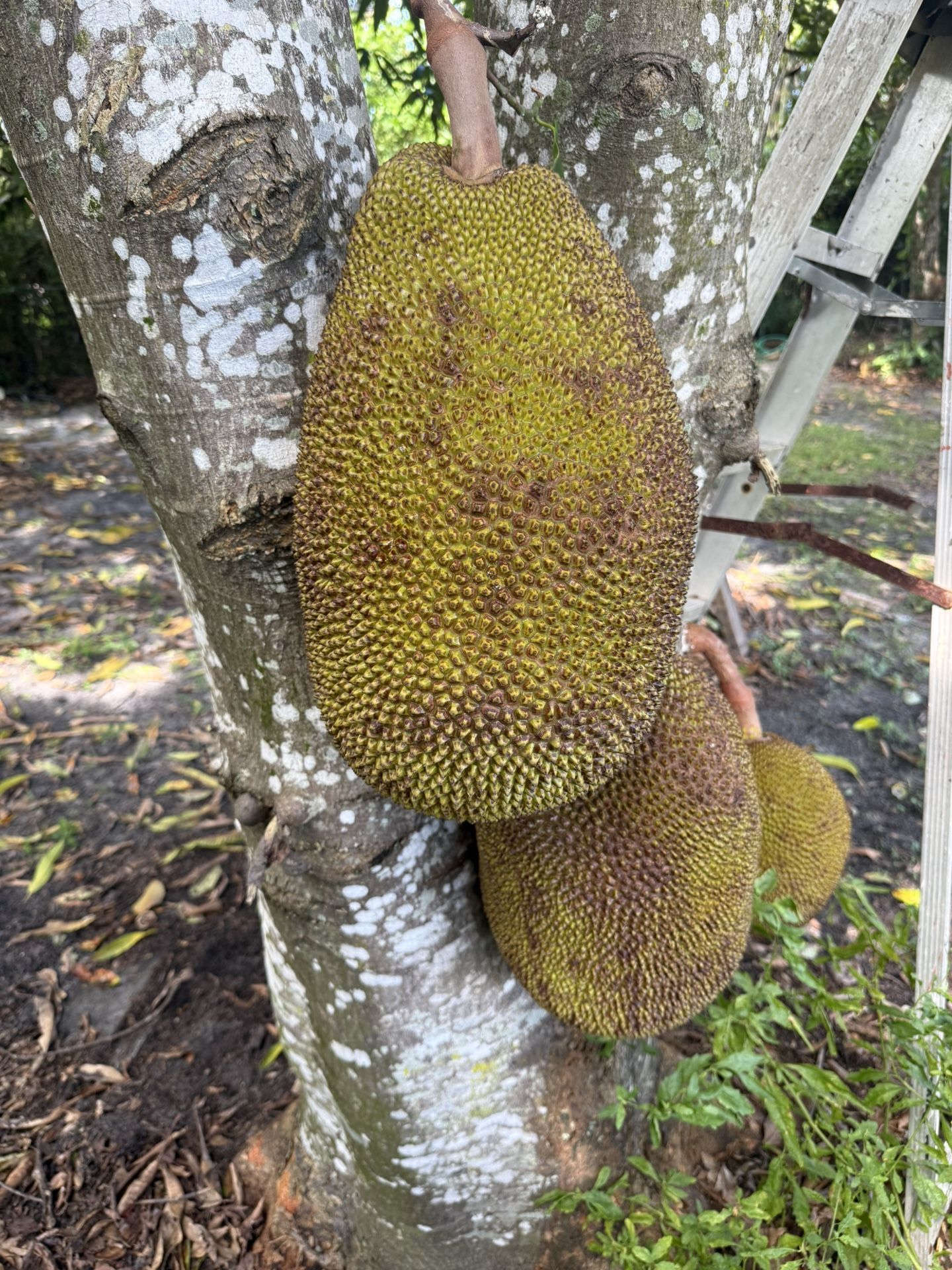 Fresh Jackfruit for Sale – Sweet & Ready to Eat