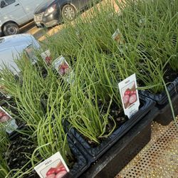 Onions Plant’s $7.00 for a six pack / Plantas de Cebollas 