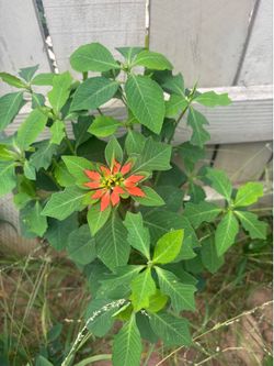 Poinsettia