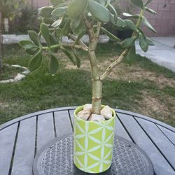 Very Healthy Jade Good Luck Tree In Ceramic Vase 
