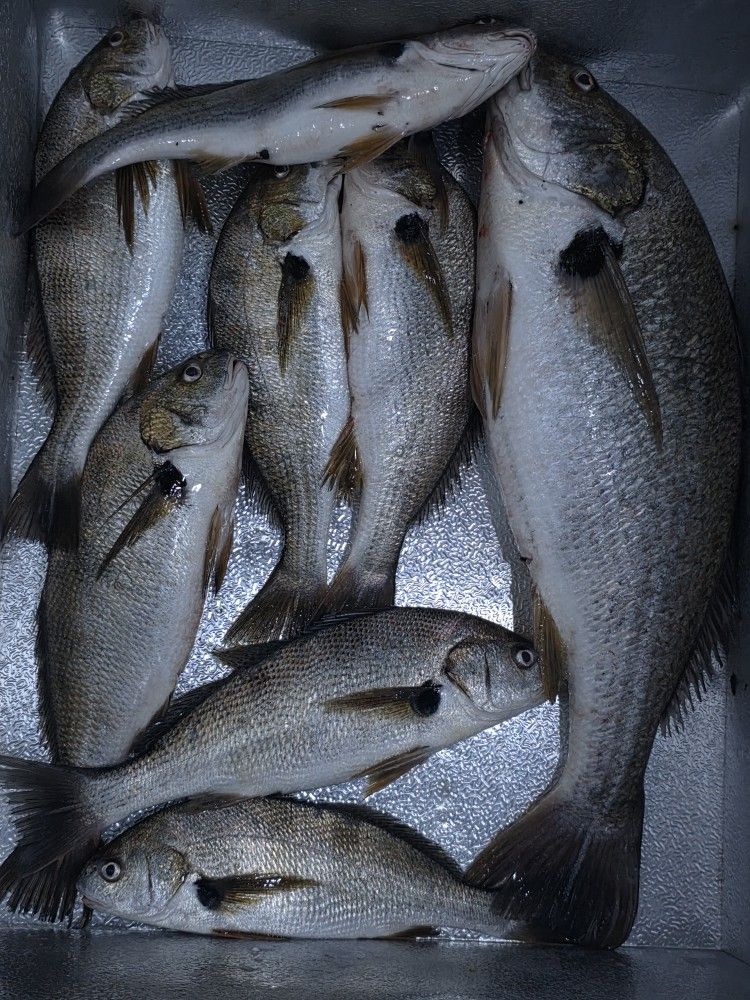 Fresh Fish  Pescado Fresco