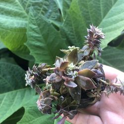 Succulent Plant 