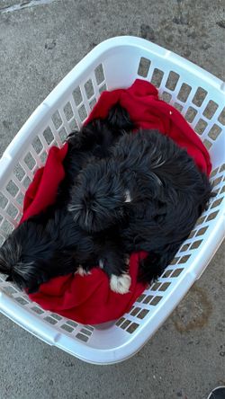 Shih Tzu