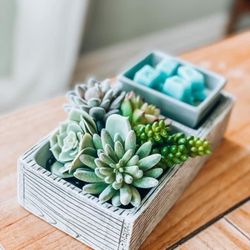 Succulent Scentsy Warmer