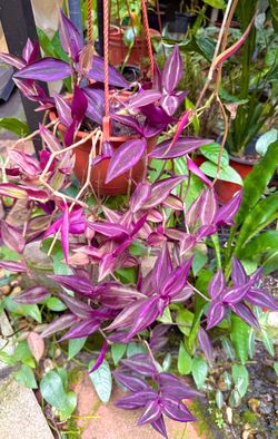 Tradescantia  plant
