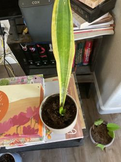 House plants
