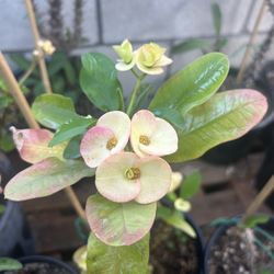 Corona De Cristo Planta, Crown Of Thorns Plant